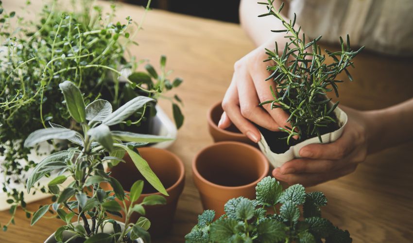 Top Tips for Successful Indoor Gardening for Apartments