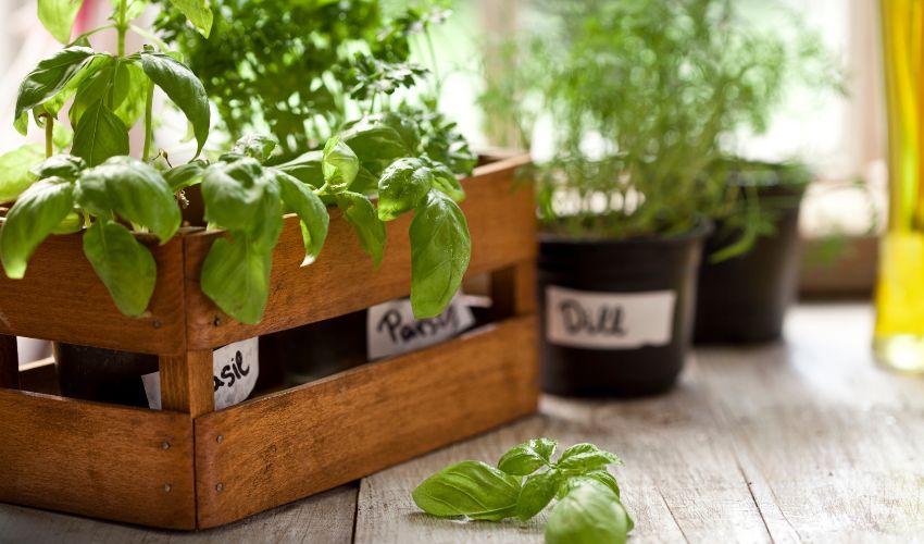 Top 10 Indoor Gardening Mistakes to Avoid for a Thriving Indoor Garden