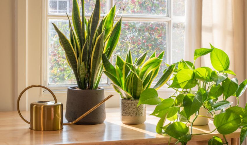 Top 10 Best Plants for Indoor Gardening: A Comprehensive Guide