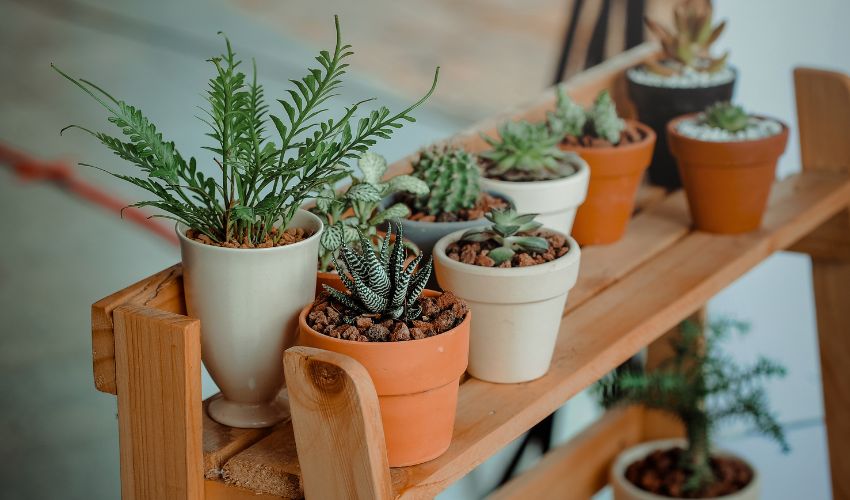 Top 10 Indoor Plant Pest Prevention Tips to Keep Your Greenery Healthy