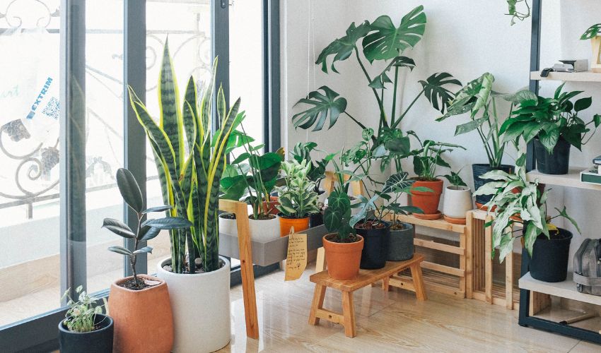 Top 10 Best Indoor Plants for Low Light Environments: A Complete Guide